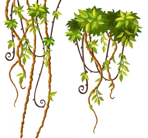 Веткор растения Лиана