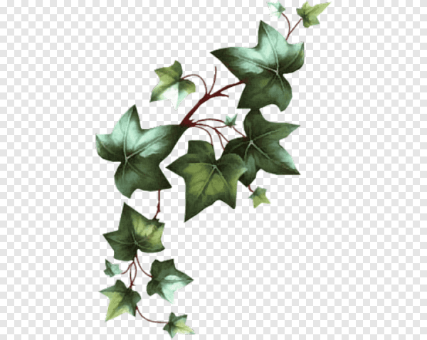 Лист плюща на Лиане