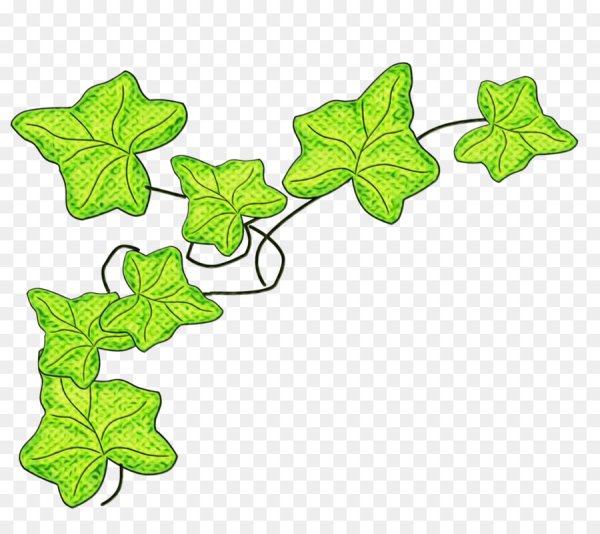 Плющ для детей