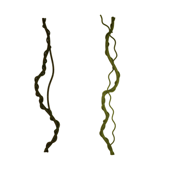 Лианы на прозрачном фоне