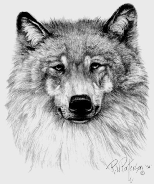 Раскраска волк