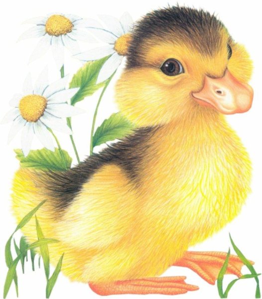 Утята детский сад