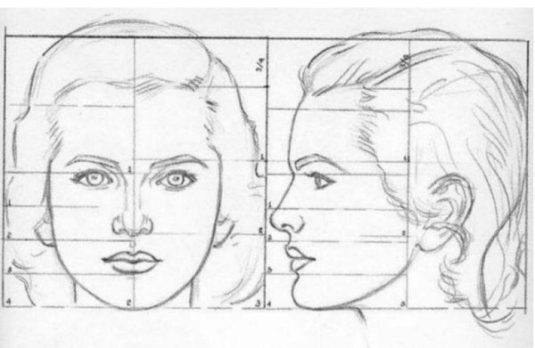 Пропорции портрета человека профиль