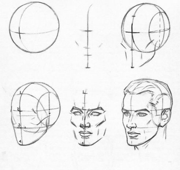Эндрю Лумис пропорции человека
