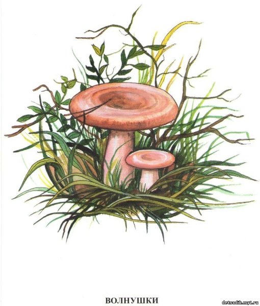 Нарисовать волнушку гриб