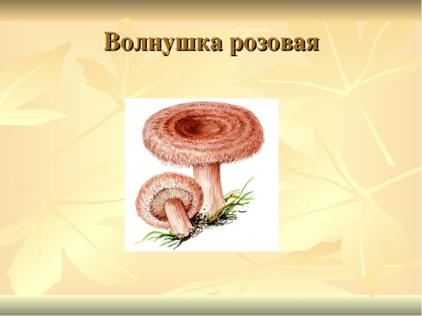 Волнушки грибы