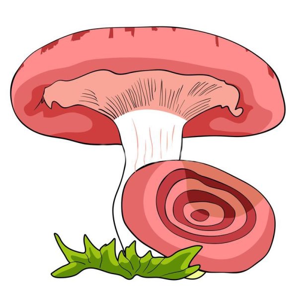 Гриб волнушка для детей