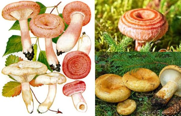 Грибочек волнушка