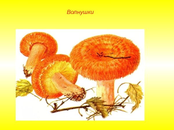 Рисование гриб волнушка