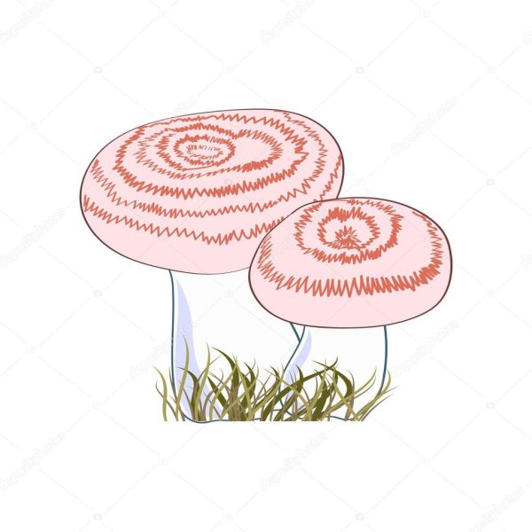 Гриб волнушка для детей