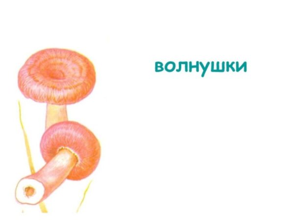 Гриб волнушка для детей