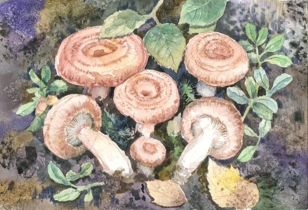 Раскраска гриб волнушка