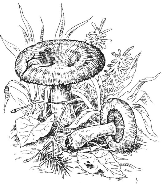 Гриб волнушка для детей