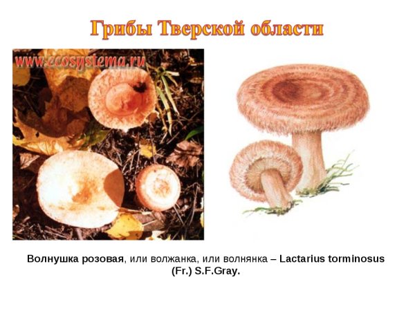 Волнушка гриб рисунок