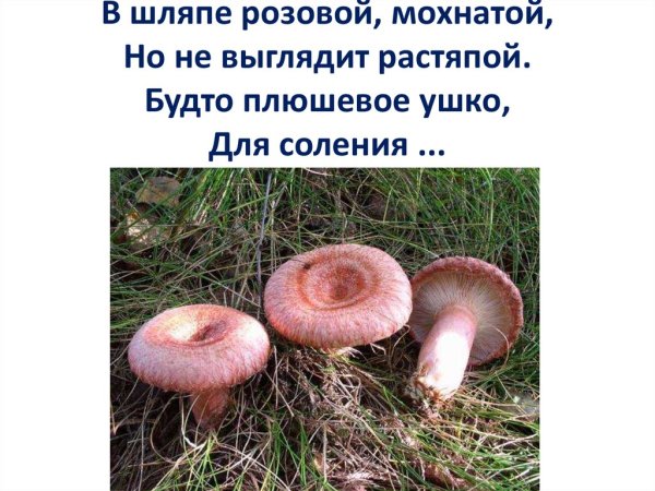 Гриб волнушка для детей