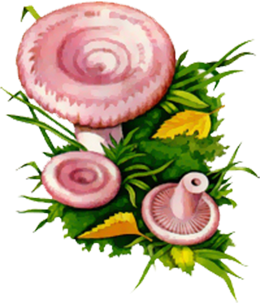 Маска гриб волнушка