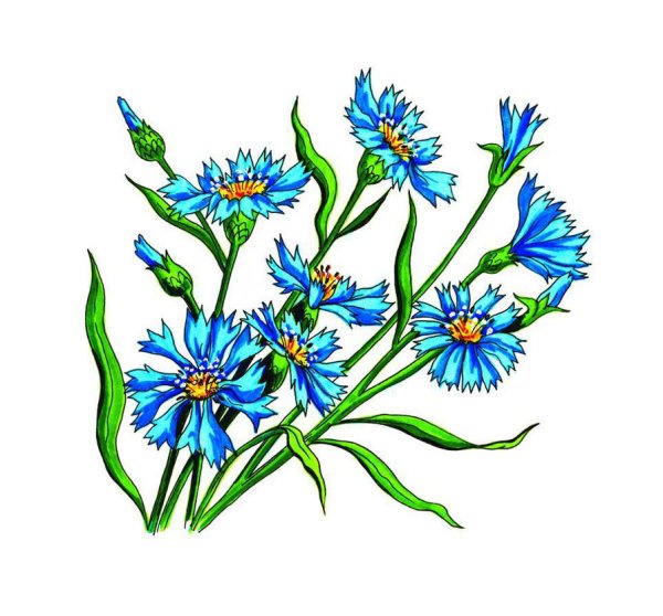 Василек Крылов