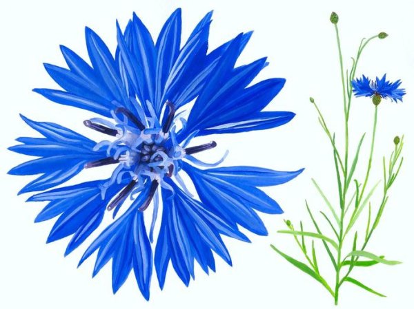 Василек биология