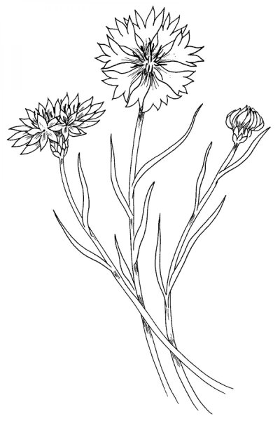 Василек Талиева раскраска