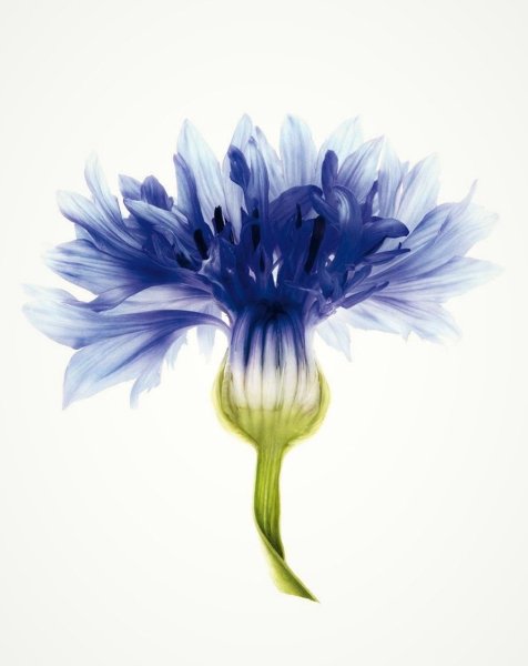 Голубой Василек