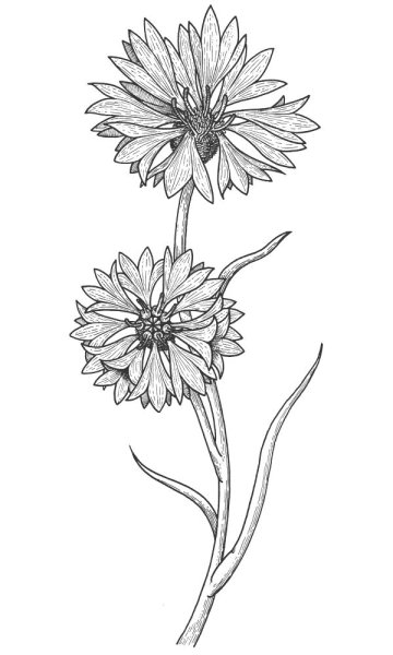 Василек рисунок карандашом