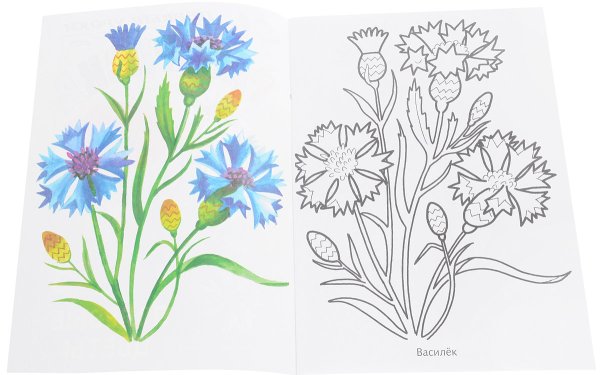 Полевые цветы раскраска