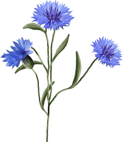 Васильки картинки для детей