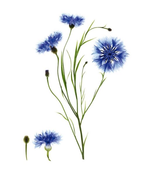 Василек цветок цветной