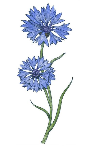 Cornflower Ботанический атлас