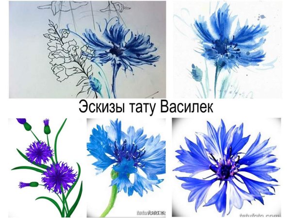 Татуировка Василек эскизы