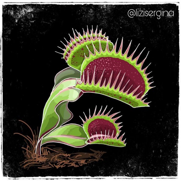 Венерина мухоловка Art