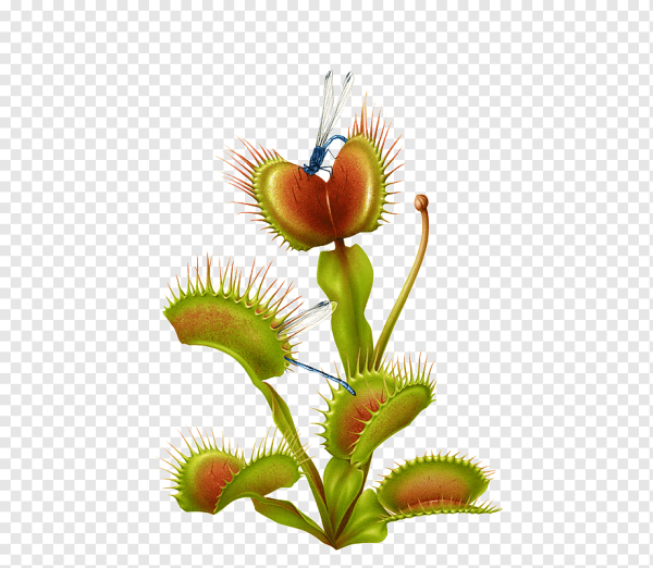 Венерина мухоловка