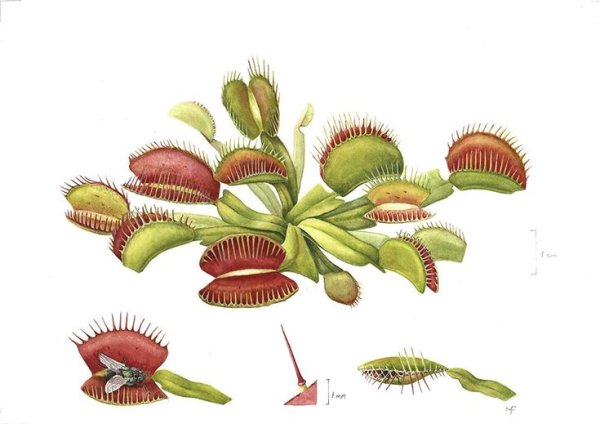 Венерина мухоловка