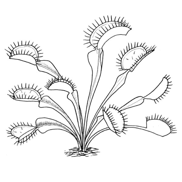 Детки у Венериной мухоловки