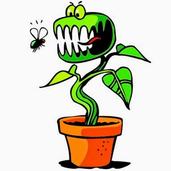 Росянка ботаника