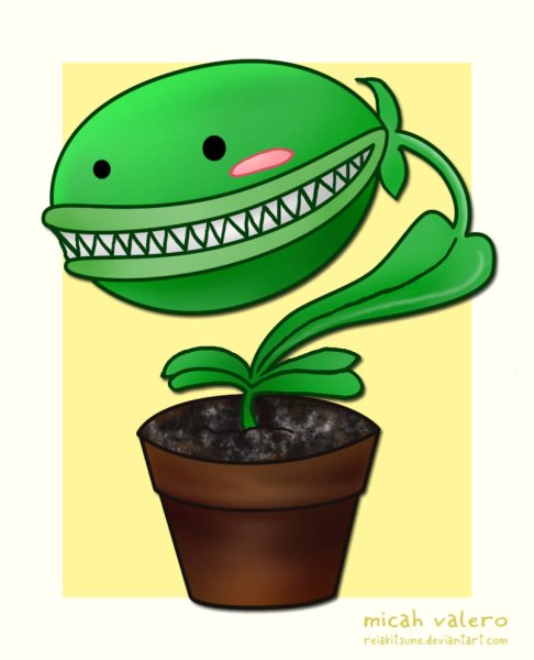 Венерина мухоловка цветок