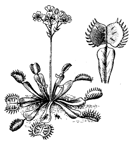 Венерина мухоловка нарисовать