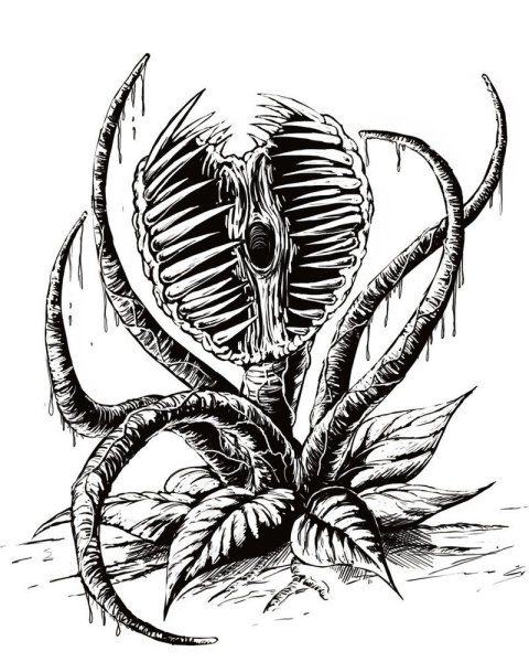 Венерина мухоловка черно белый рисунок