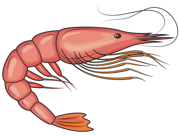Креветка вектор