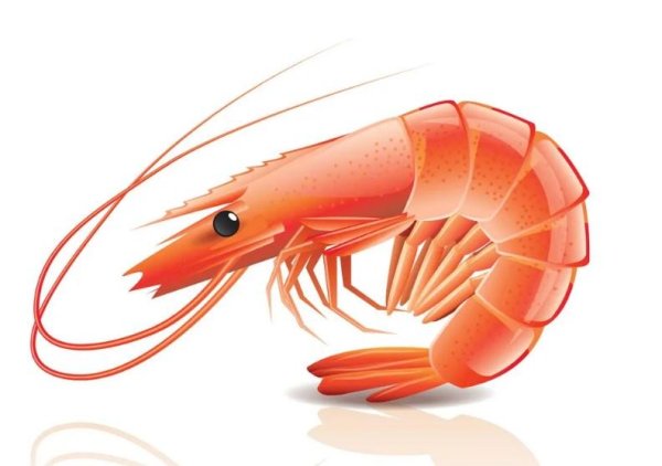 Креветка арт