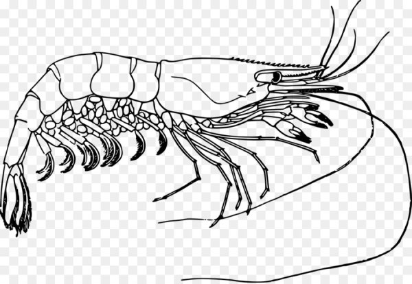 Креветка карандашом