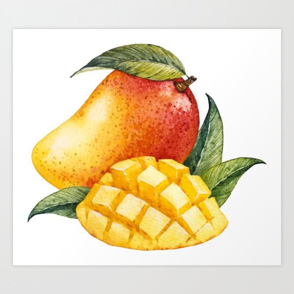 Фрукты для срисовки