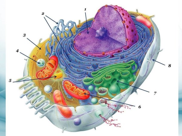 Строение эукариотической клетки человека