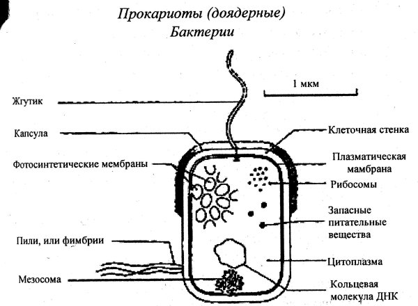 Клеточные структуры прокариотической клетки