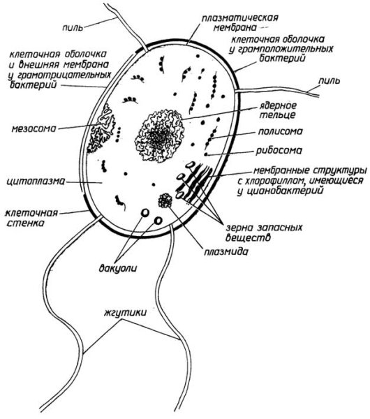 Схема строения прокариотической клетки