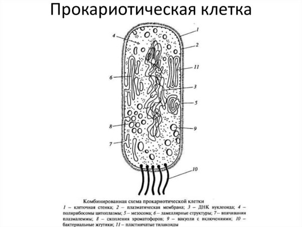 Структура строения прокариотической клетки