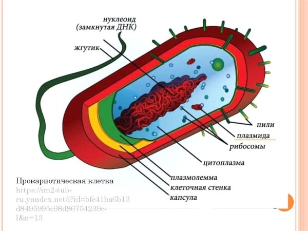 Строение клетки прокариот бактерии