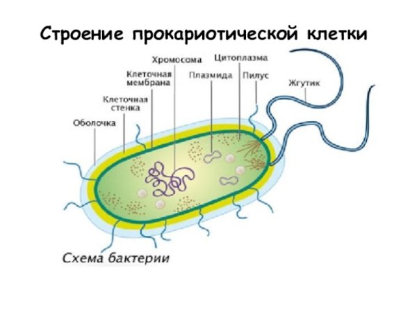 Схема строения прокариотической клетки
