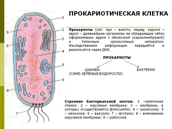 Структура строения прокариотической клетки