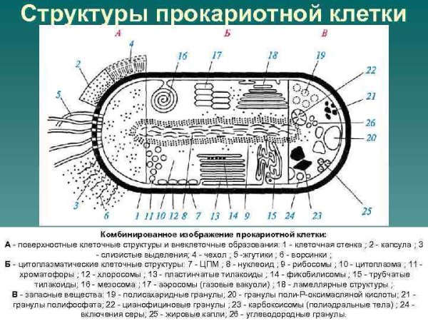 Схема строения прокариотической клетки